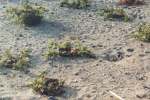 La vigne de Santorin, en forme de corbeilles au ras du sol, afin de recueillir un maximum d'humidit